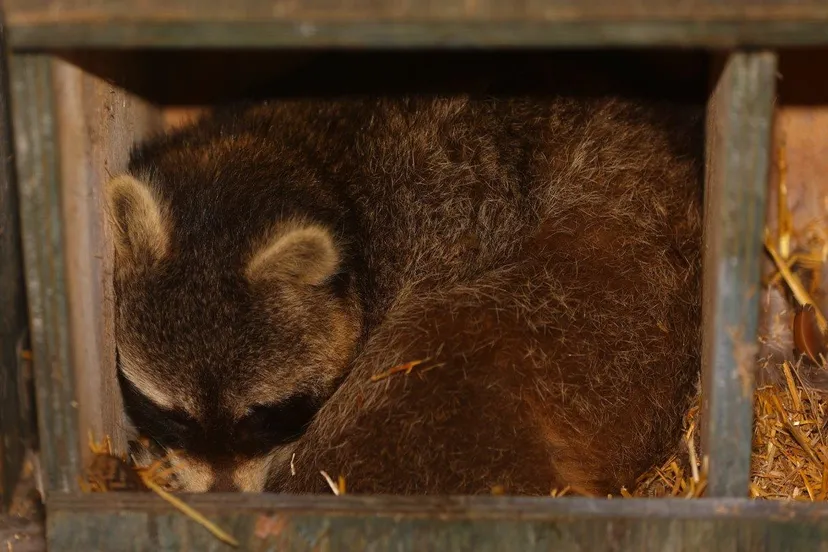 wasbeer twee vught 8