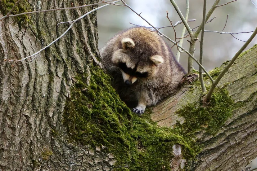 wasbeer vught dag twee 6