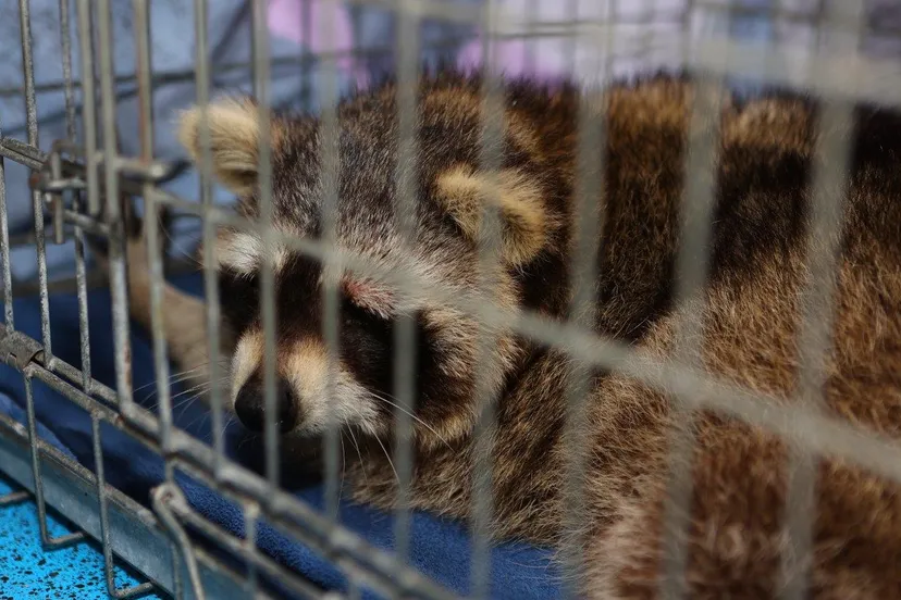 wasbeer vught gevangen 4