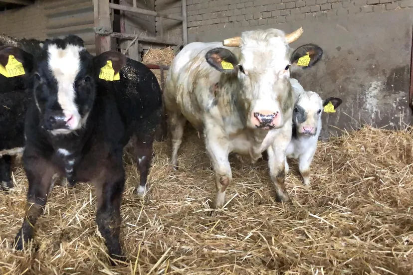 weivlees koeien en kalfjes