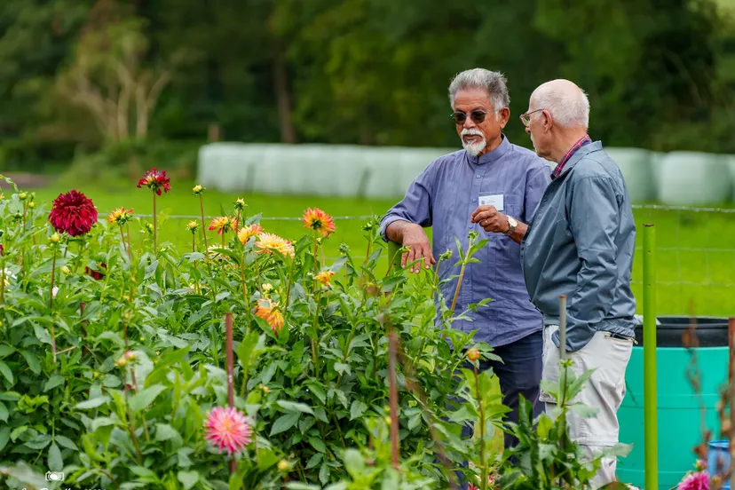 dahliavereniging st rosa van lima 2024 0053