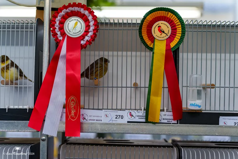 de goudvink 2024 006