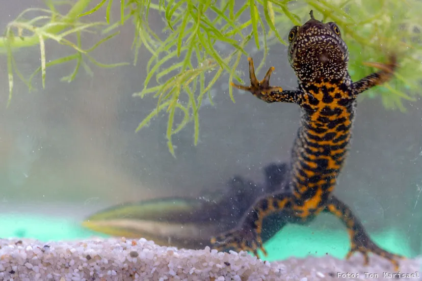 natuurmonumenten ton marisael