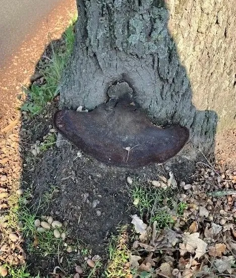 466413667 976824167816934 3585975056202814601 n