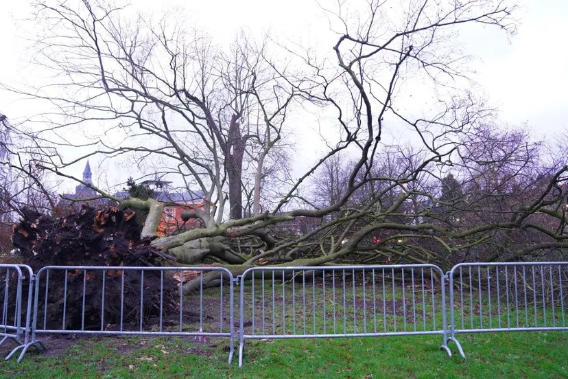 2025 01 06 meesters multi media fotos boom om gewaaid lieve vrouwen park vught7