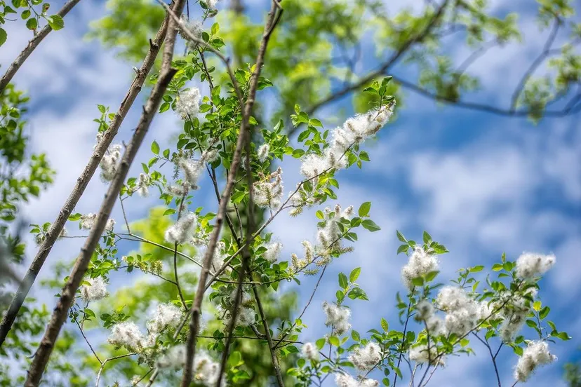 poplar fluff 5153669 1280