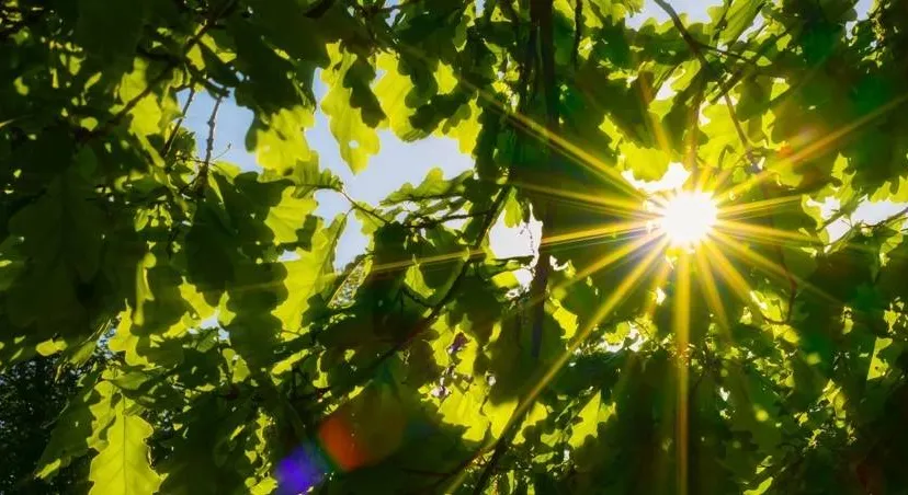 491950657 1091619596337390 1732981224294063030 n