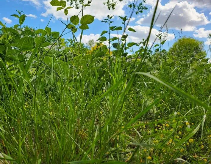 501312986 1122459029920113 198922014191911229 n