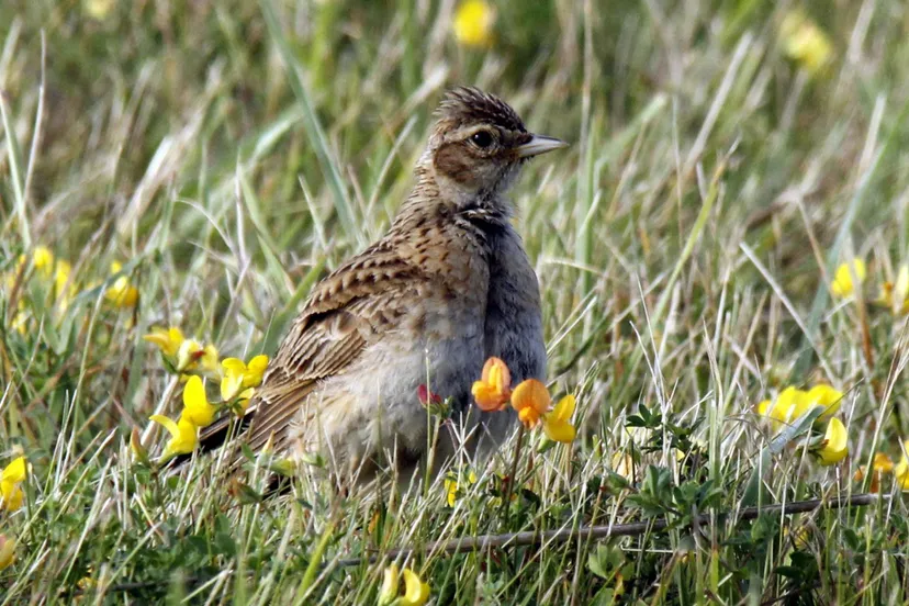 250612 verhaal weidevogelsjpg