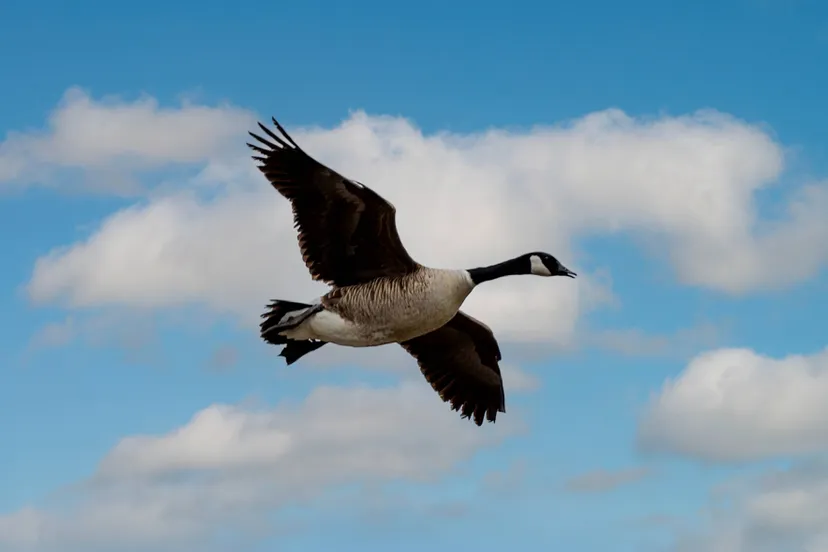 WG5_3104 ©2025 Wil Gulpen Fotografie