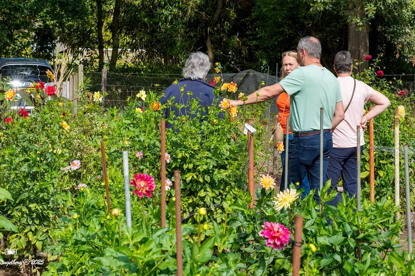 Rosa van Lima 14-09-2025 -  11