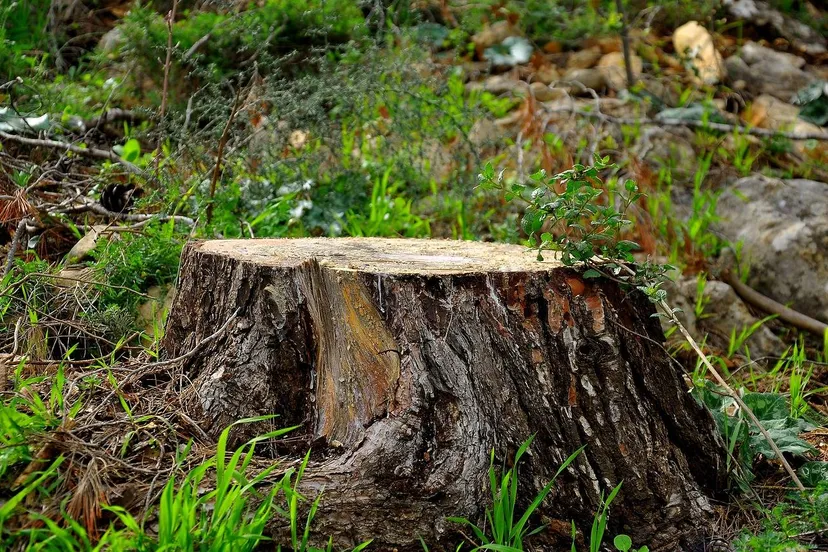 cut-trunk-4891490_1280