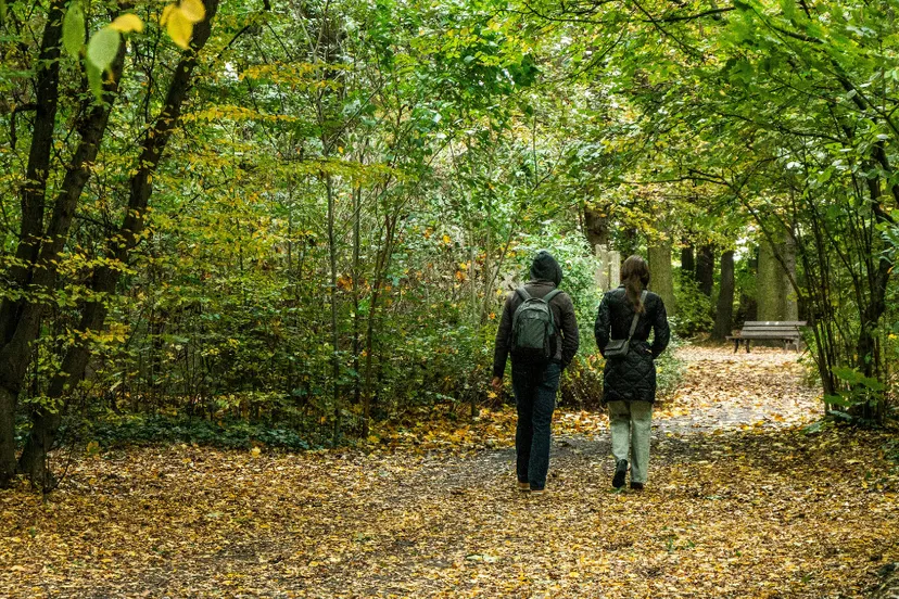 Headerafbeelding-green-monday-wandelen-bos