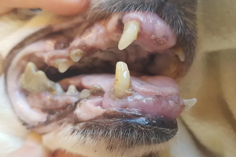 103618572 1768759713265187 6368931186461679634 n