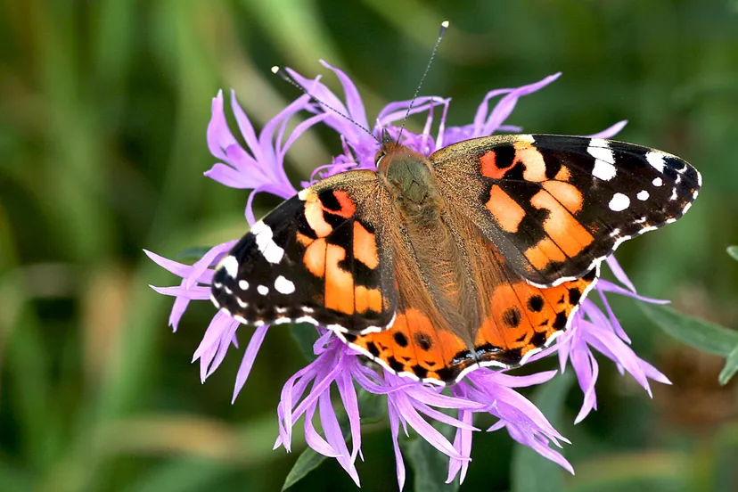 1269 066f82afa2baa888acc58daf8cc71a84