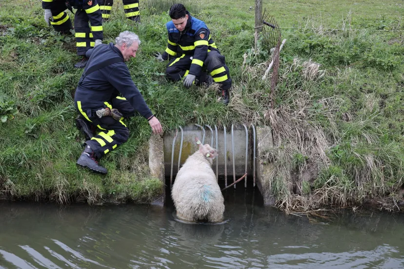 20200315130457 fpmb4399