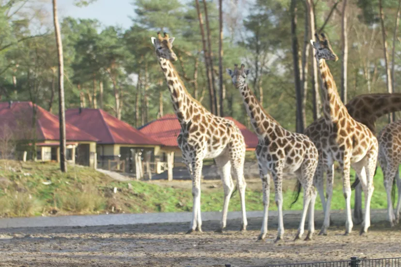 2154 496c9bf41ea2359f8aa8aac9d937dc08