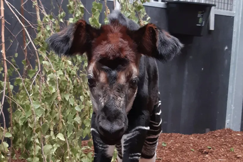 2154 801e0015a6eb5eeddfaa9f39ee1d967a1