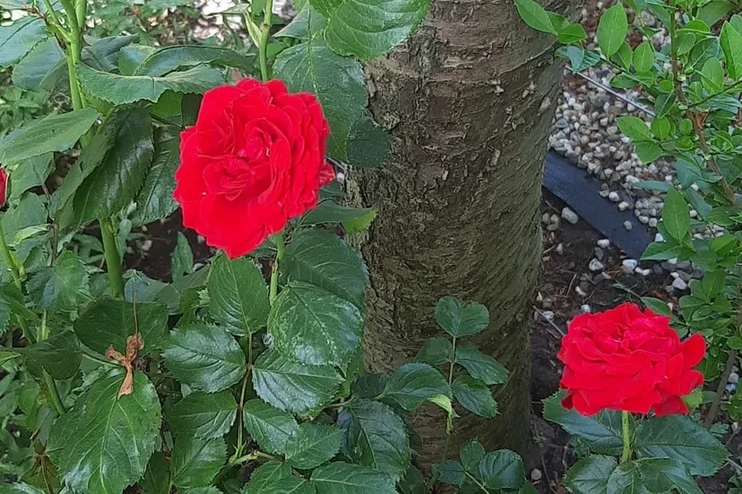 283503784 370720968422462 2554344091467677951 n