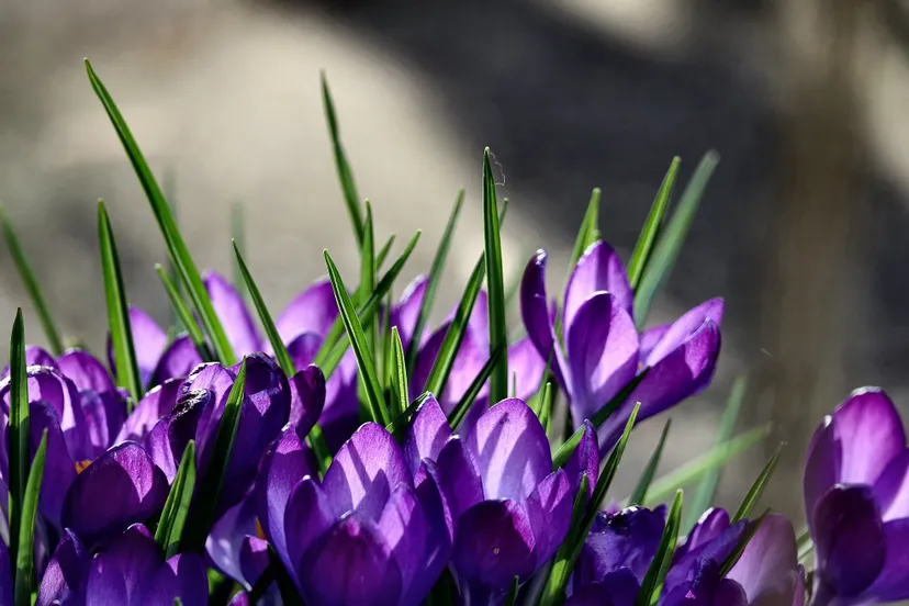 33077575150 94dc463e7b k