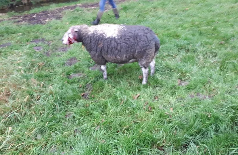 43726996 301624900440120 1487792137511632896 n