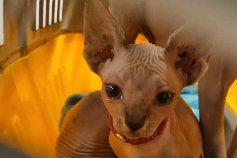 441148130 456682720059606 3690729434693475483 n