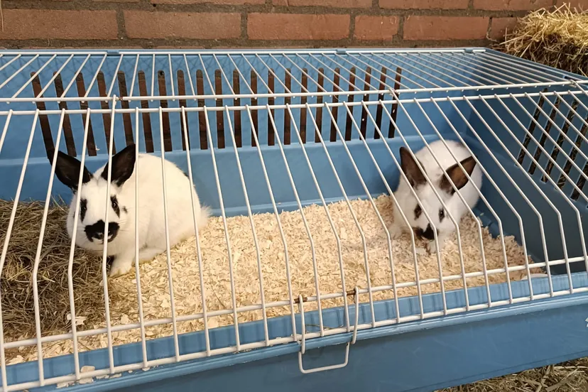 449447757 957079099552815 1790149204031865082 n