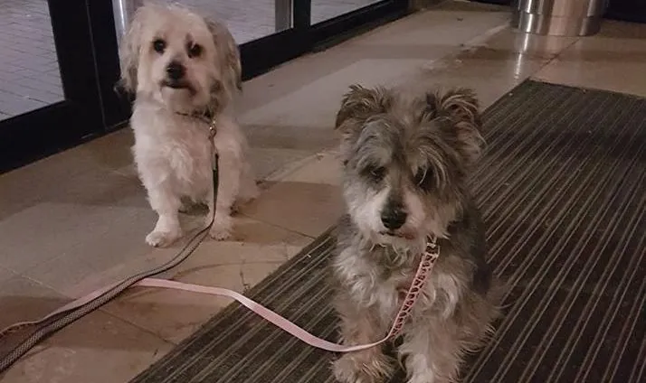 48959195 1193006630851978 8271261891381166080 n