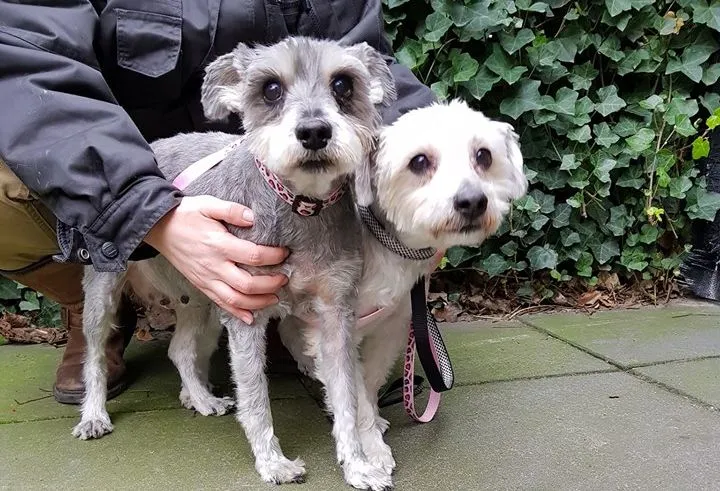 50237757 2390037154553170 8406157725997727744 n