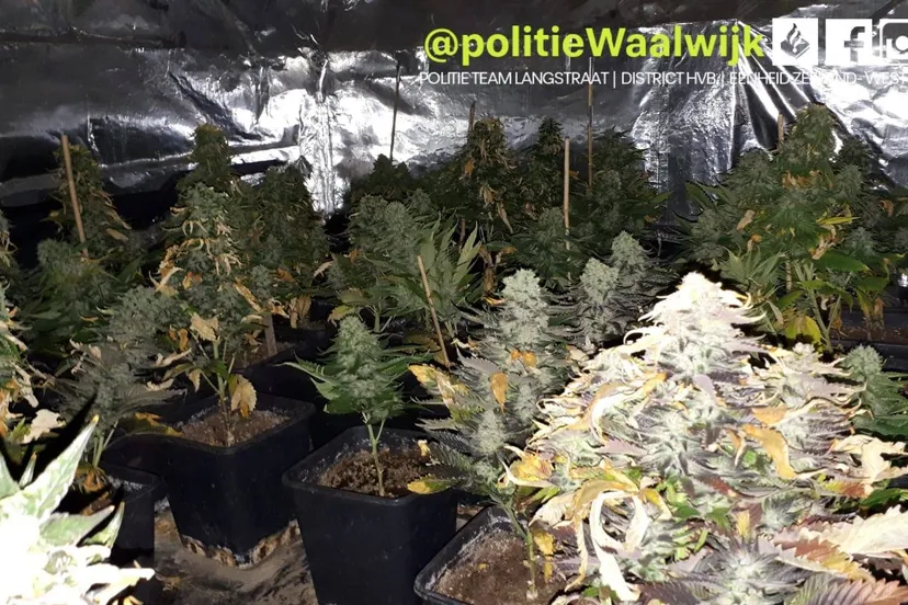 86737033 553619251907349 3946832150522757120 o