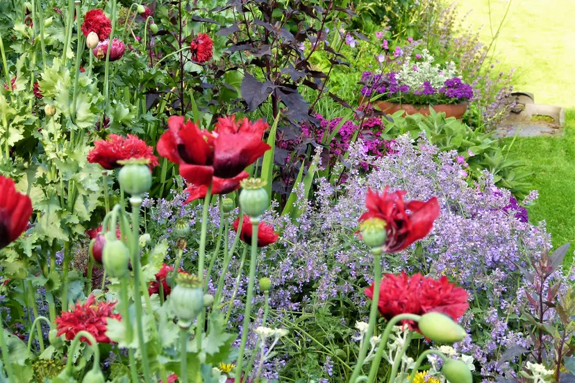 basiscursus tuinieren bloemen