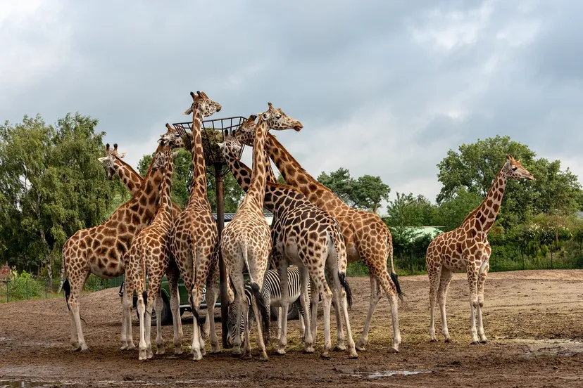 beekse bergen 4458760 1280