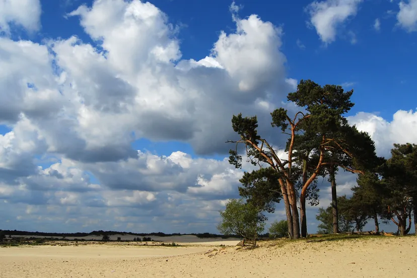 c nationaal park de loonse en drunense duinen karakteristiek landschap 23