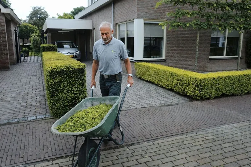 chauffeur met taxussnoeisel