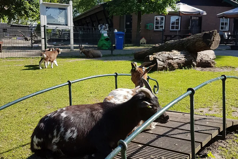 geitjes in de zon op de brug 1