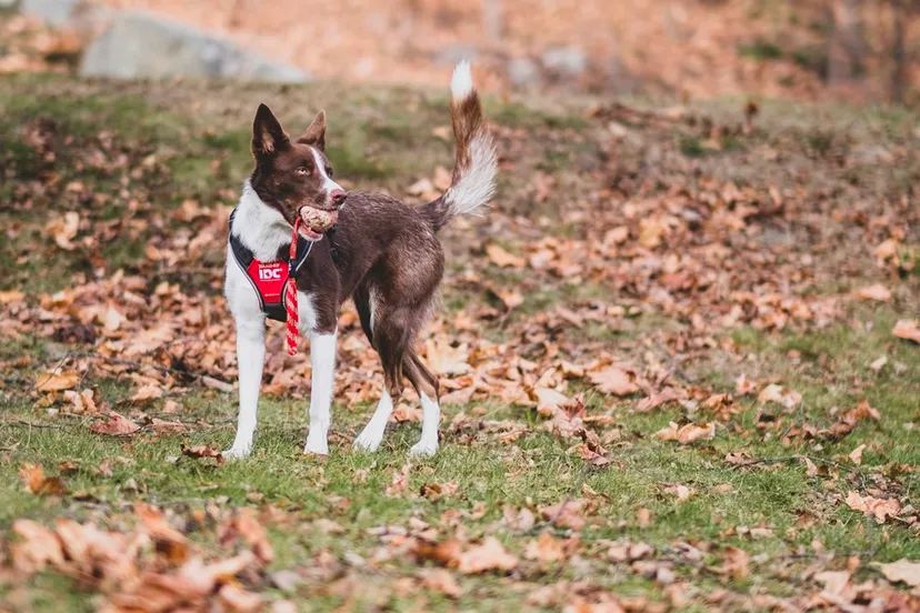 hondwarmwinter intekst