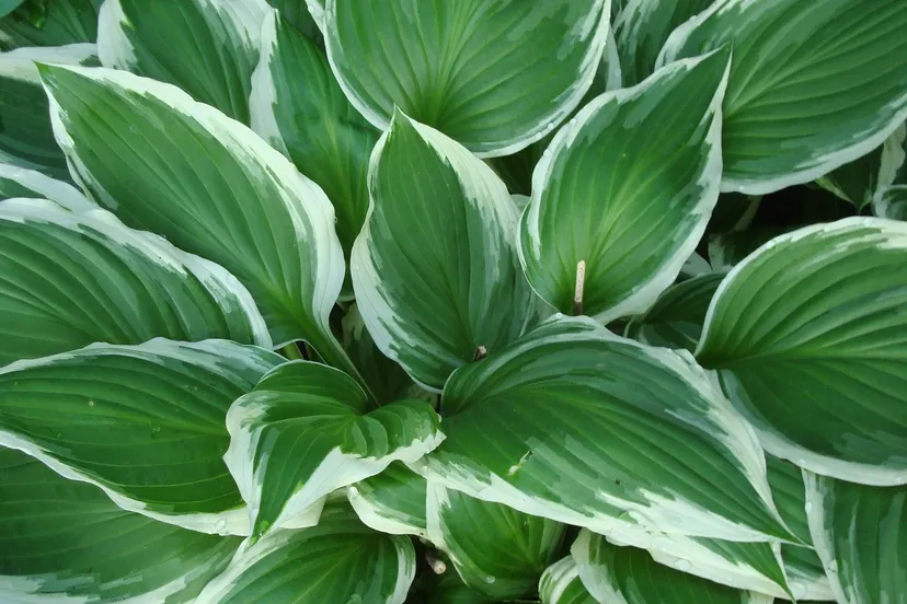 hosta