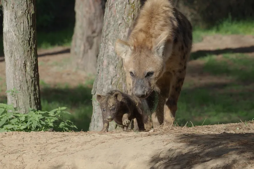 hyenas geboren in beekse bergen 3