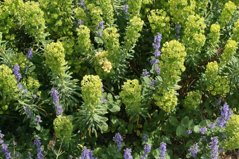img 0776 euphorbia humpty dumpty en nepeta joanna reed