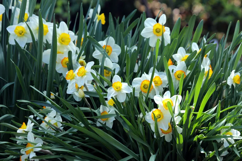 narcissen lente