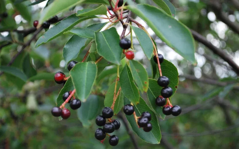 natuurmonumenten kees joustra nmrg16064 915x518 1