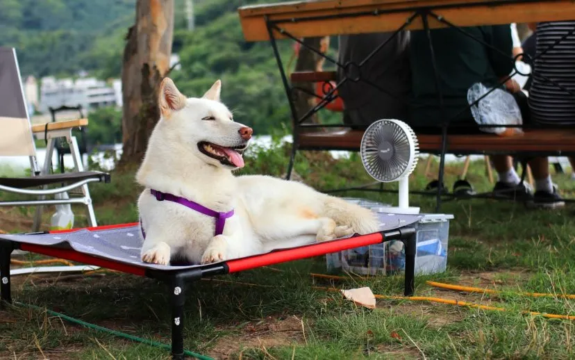 puppy 4359959 1920 915x518 1