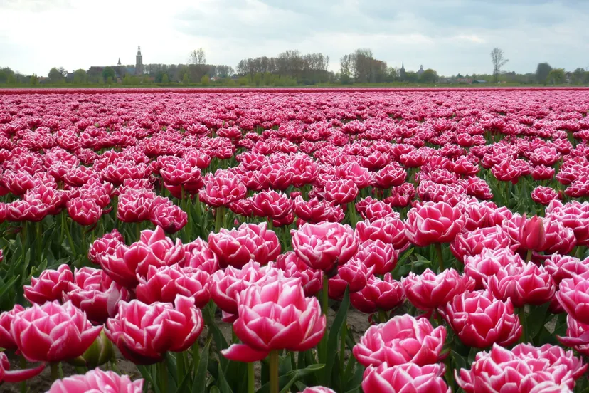 tulpen