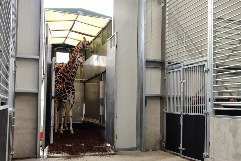 verhuizing giraffen naar safari hotel 3 scaled
