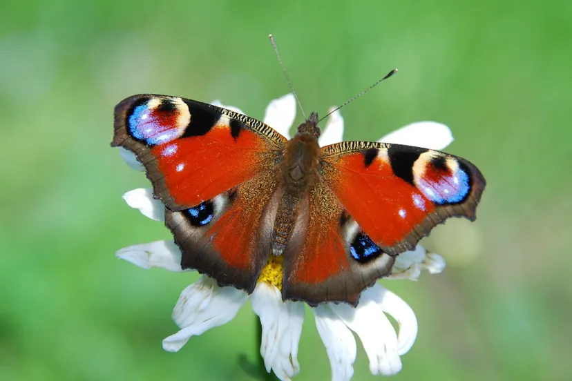 vlinder dagpauwoog