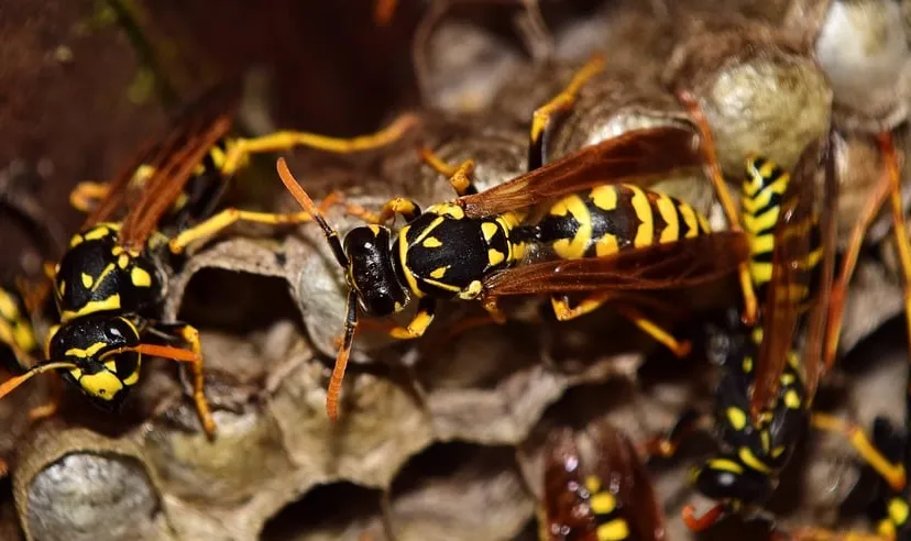 wasps 2702482 960 720