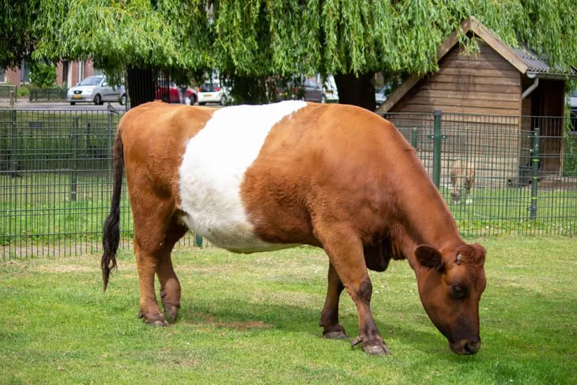 457755086 998567772070614 3440748621751412650 n