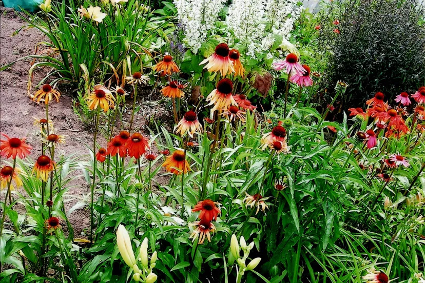 20241030 nelwens hires