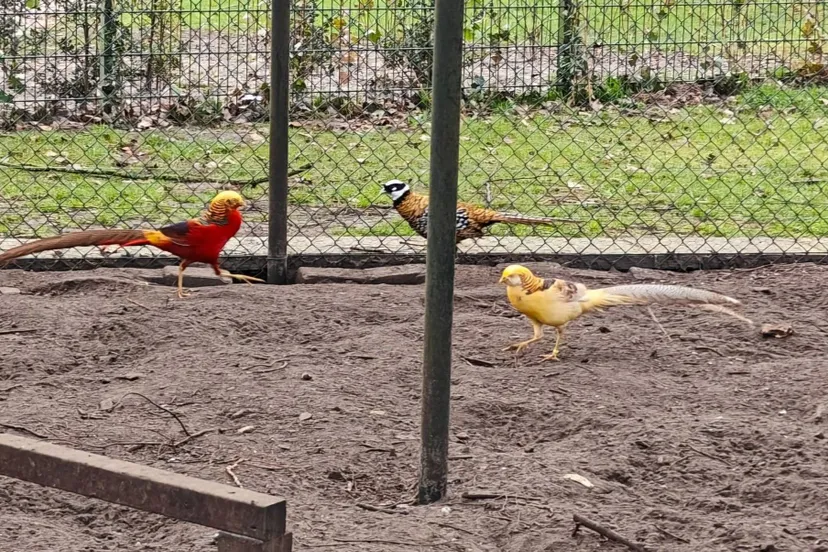 480656699 1121104349816955 2971091759481180109 n