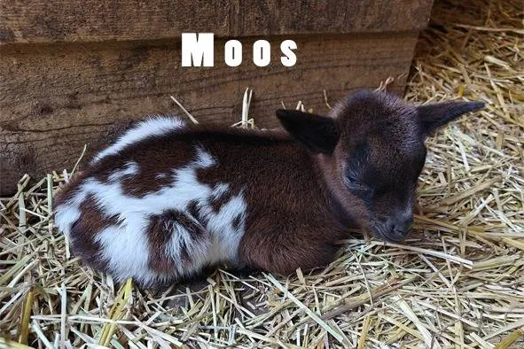 488925255 1158145392779517 8704747196439429247 n